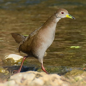 Brown Crake